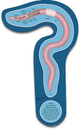 Worm Sign