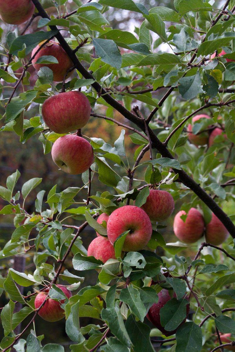 Apples_on_tree_1_10_14.jpg