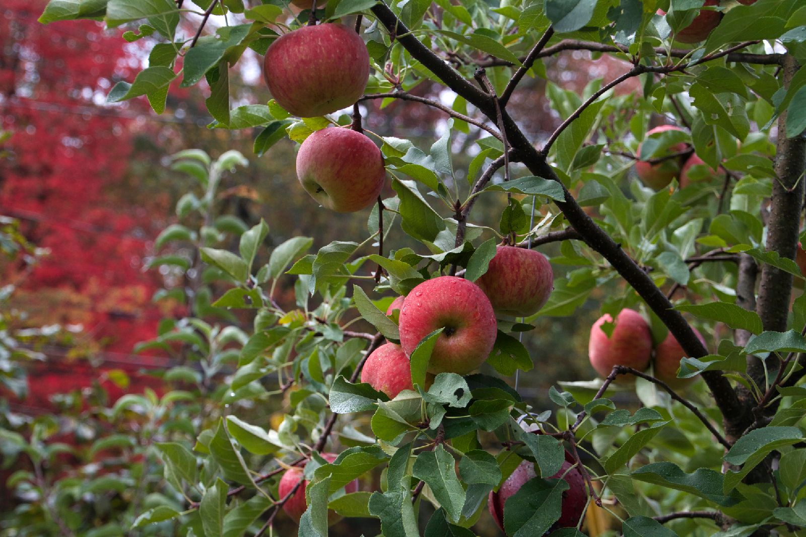 Apples_on_tree_2_10_14.jpg