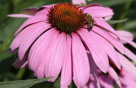 Bee_on_flower_7_11.jpg