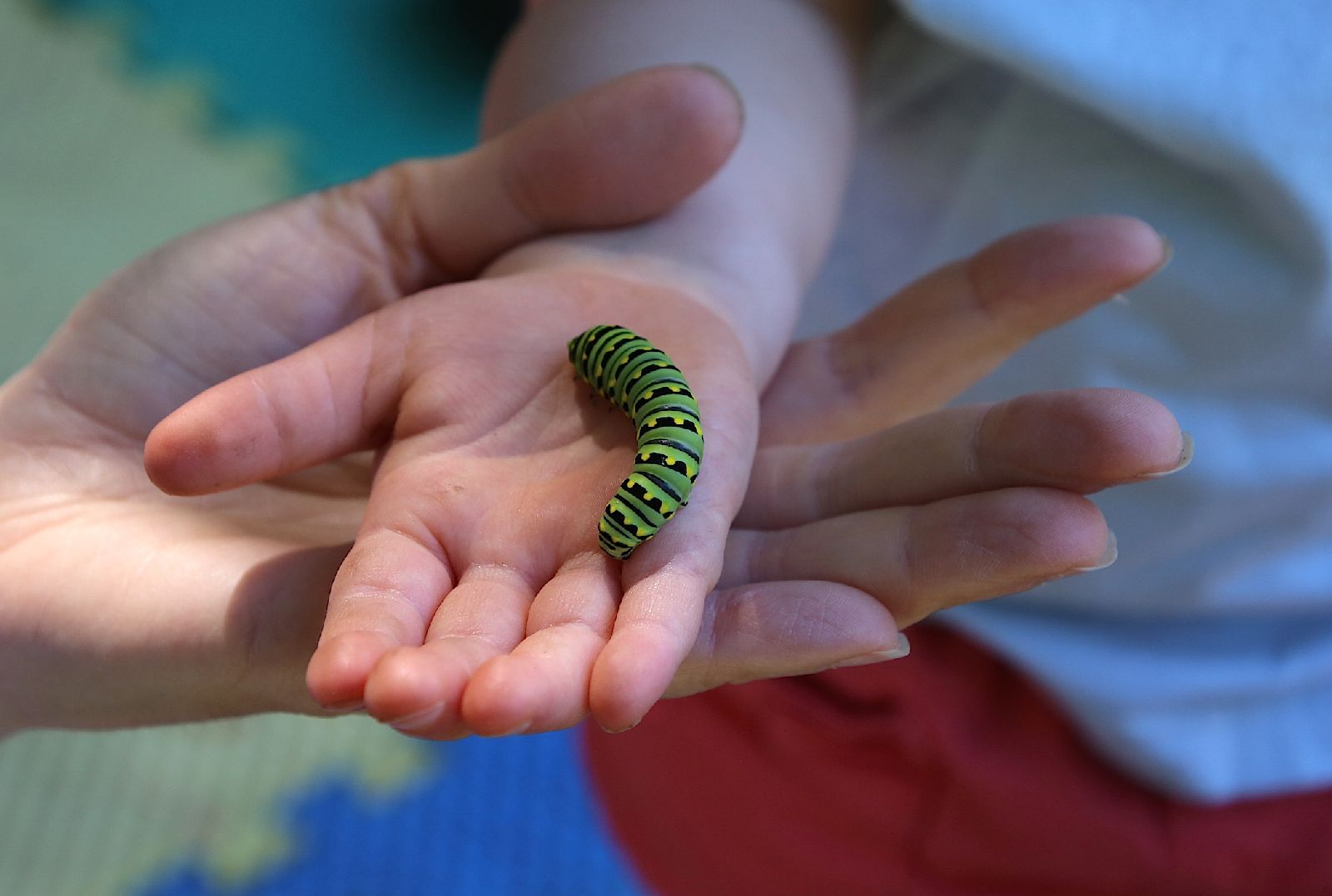 Caterpillar_7_16.JPG