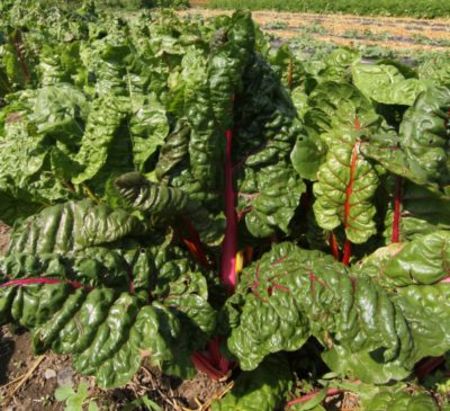 Chard_7_11.jpg