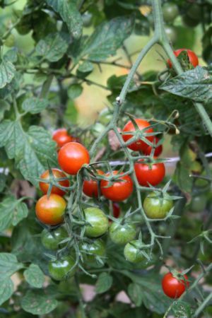 cherry tomatoes