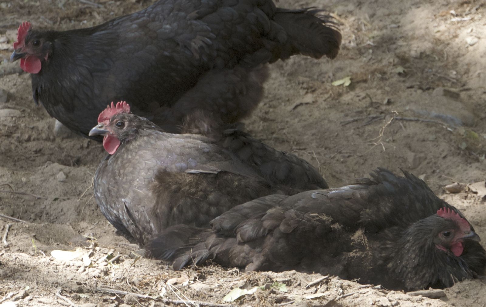Chickens