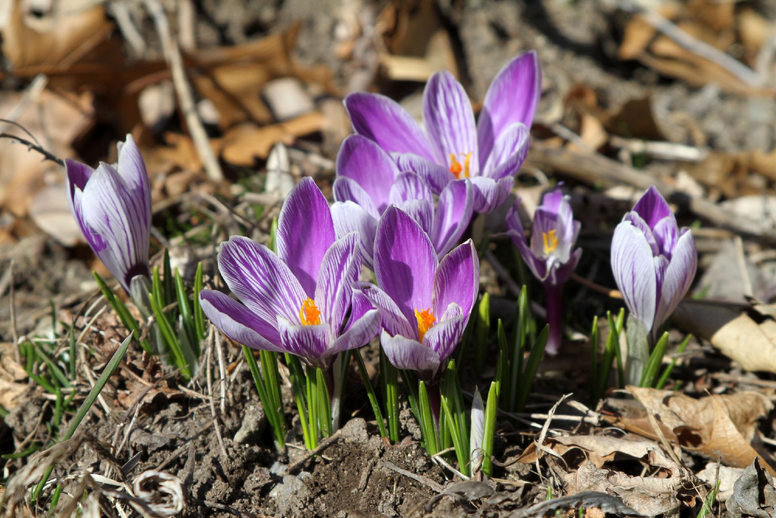 Crocuses_3_11.jpg