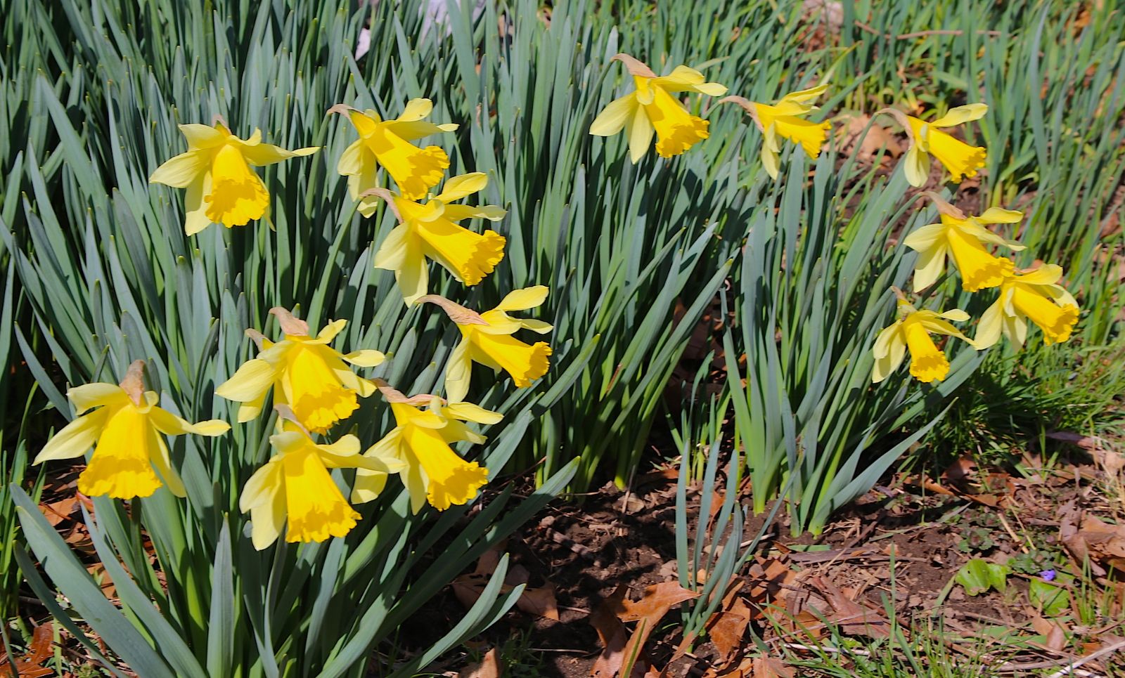 Daffodils_3_16.JPG
