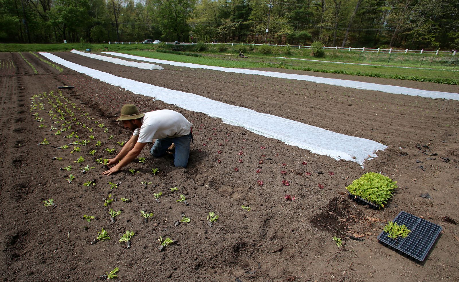 Planting