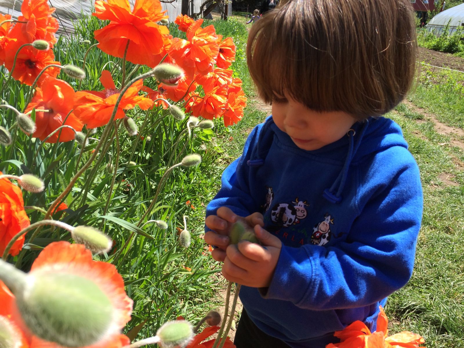 Farm_class_poppy_7_14.jpg
