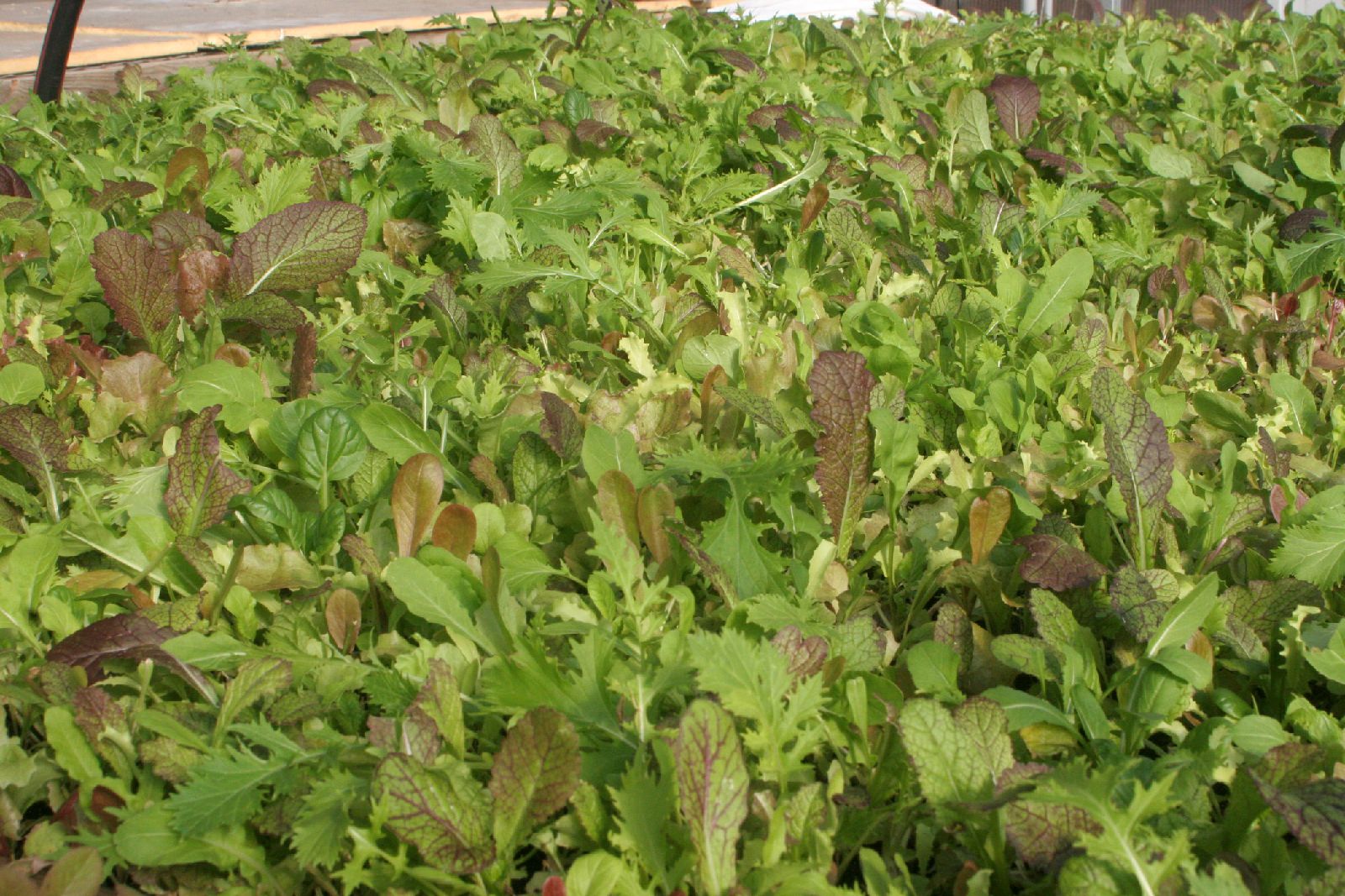 Greens in greenhouse