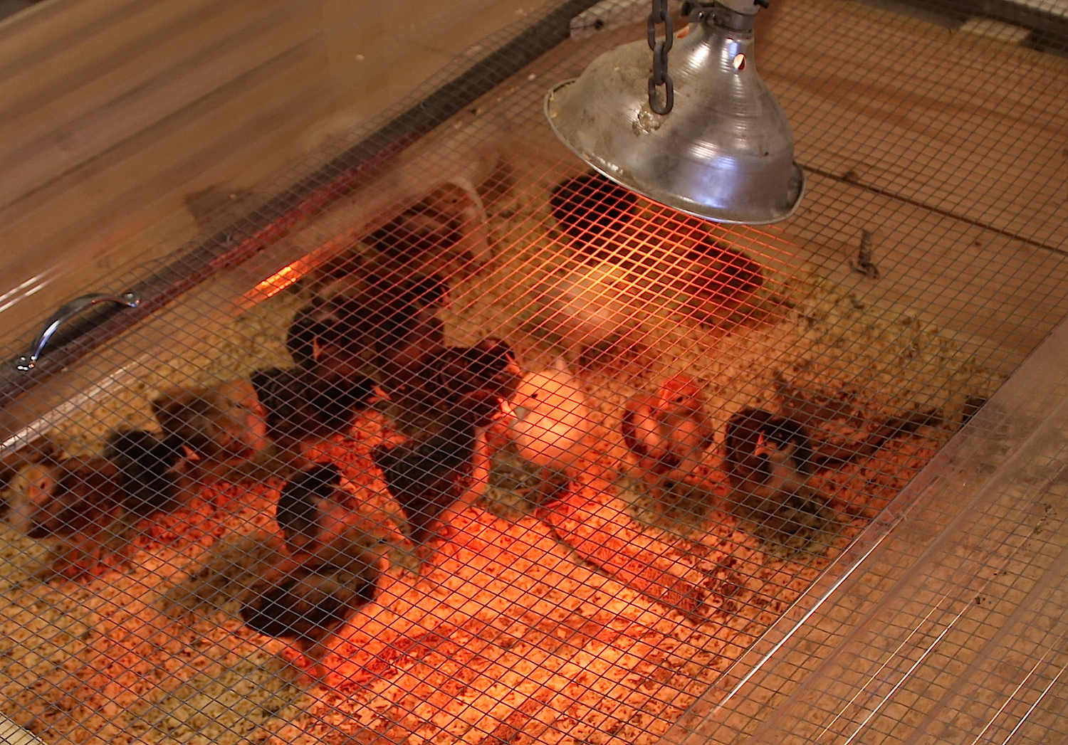 Leghorn_chicks_3_16.JPG