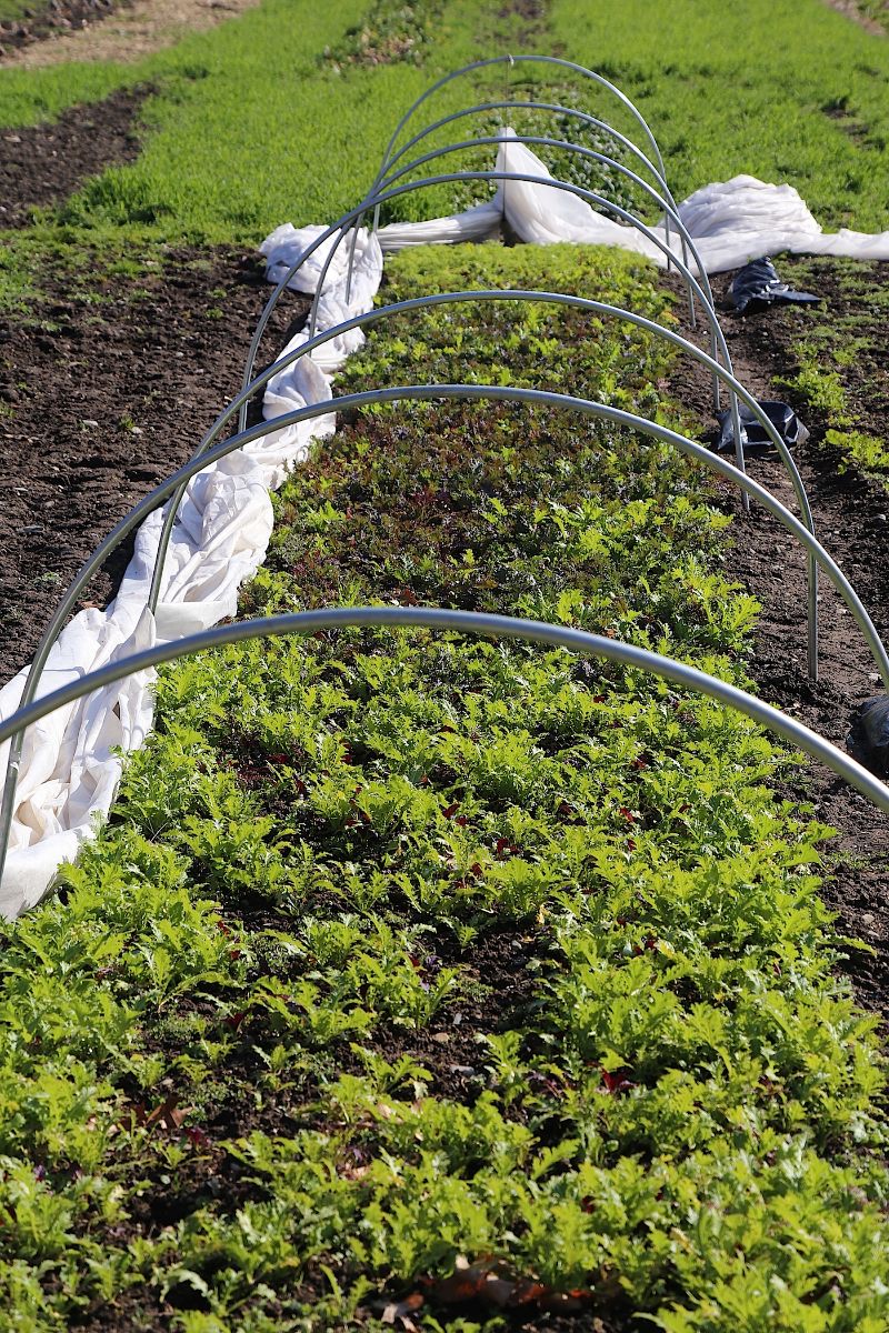 New_hoophouse_3_16.jpg