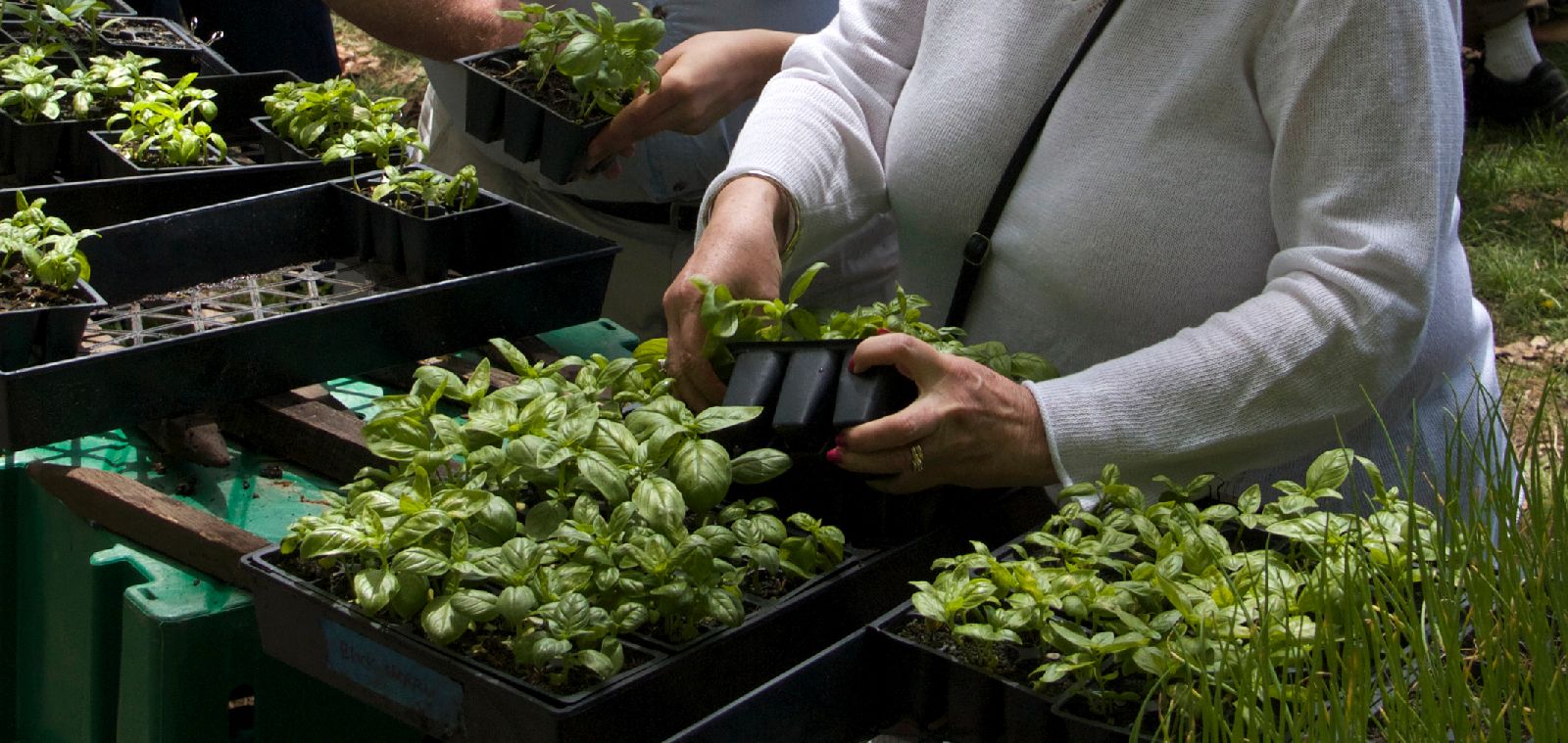 SeedlingSale3-5-14.jpg