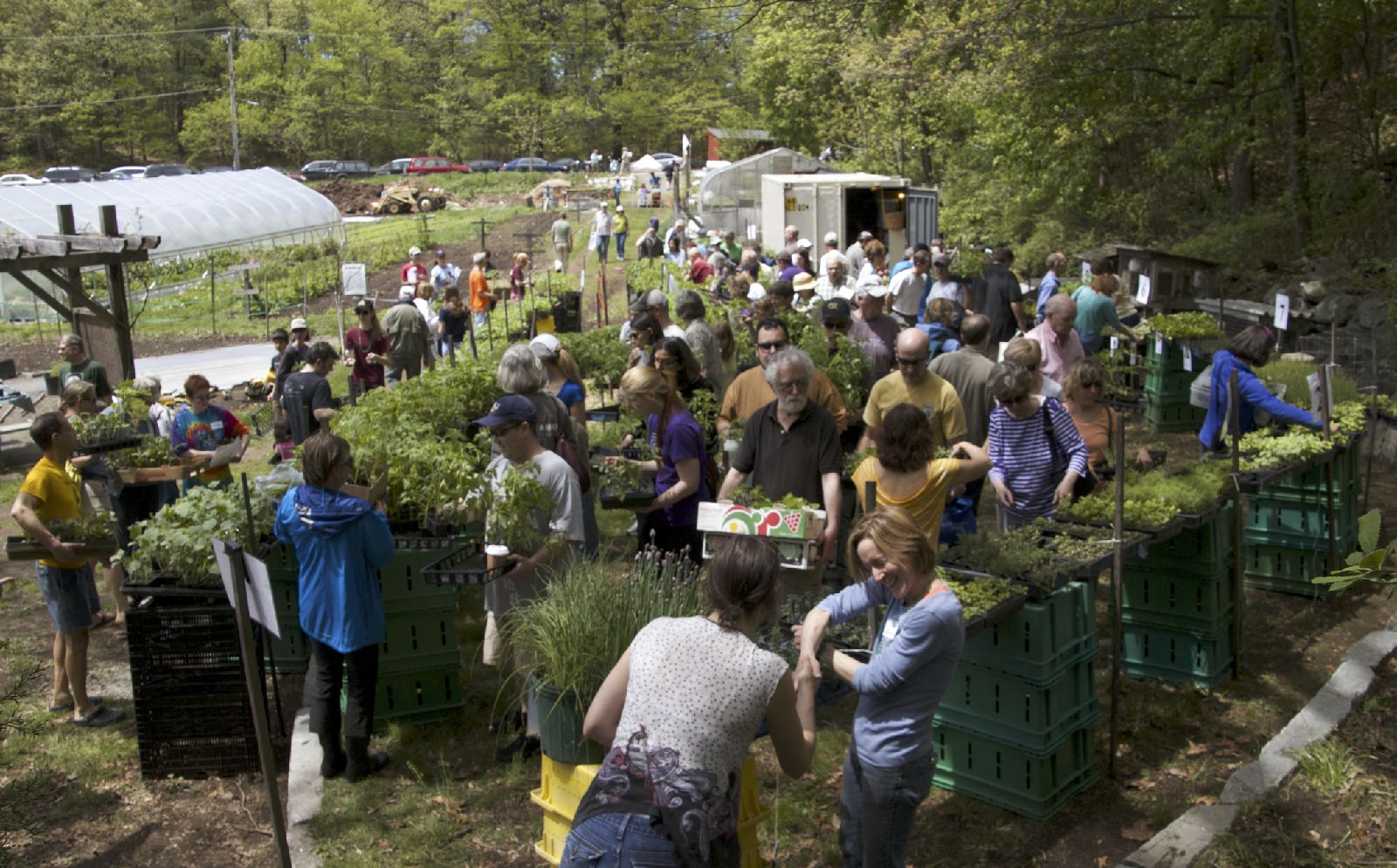 seedling sale