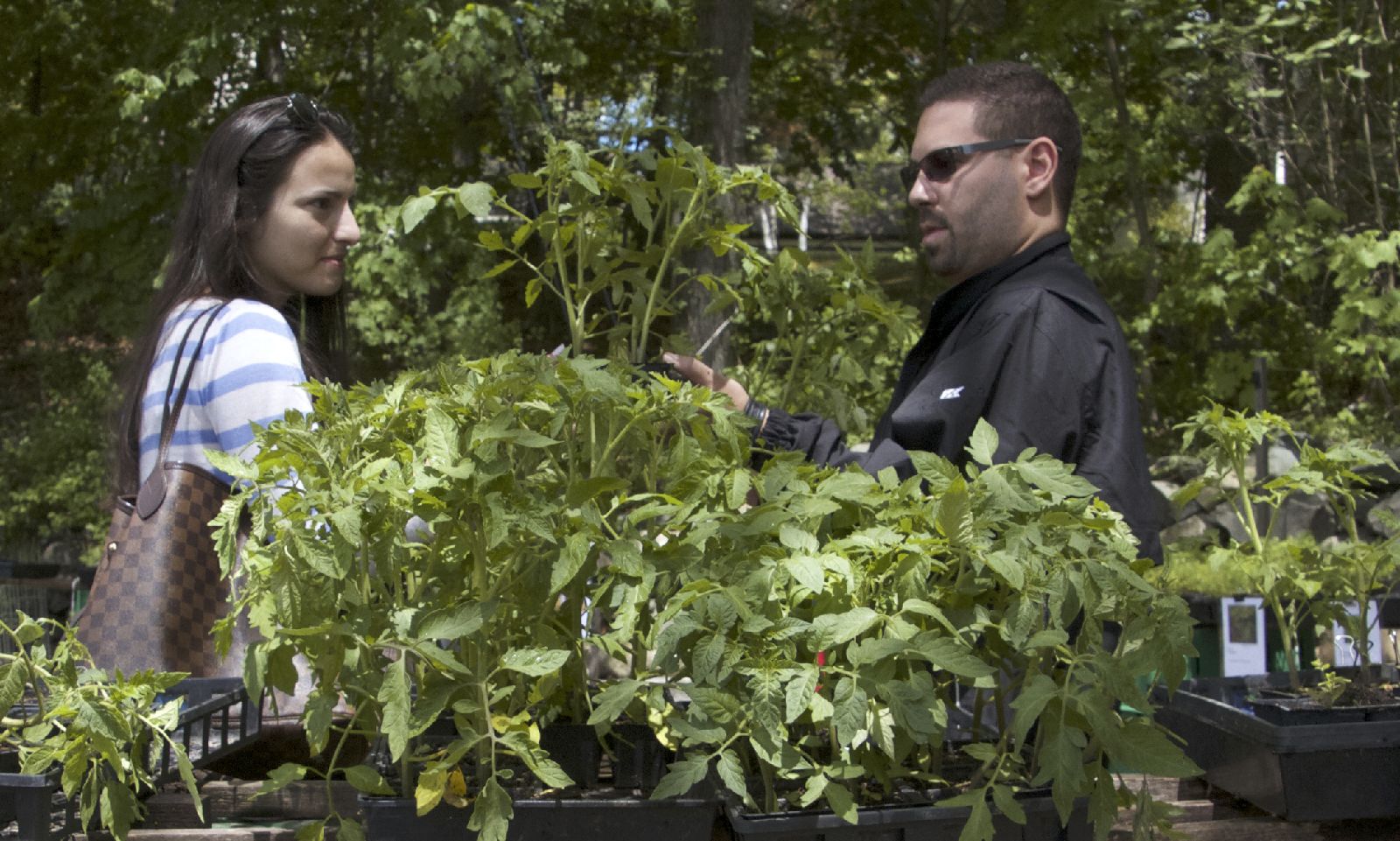 seedling sale
