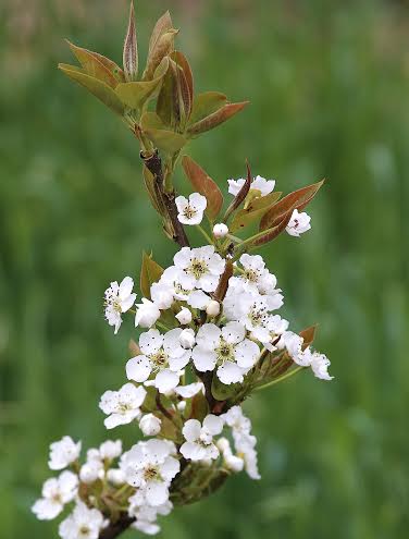 White_blossoms_4_16.jpg