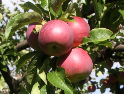 apples in orchards