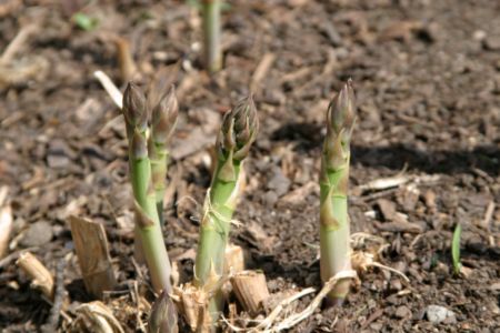 asparagus_4_11.jpg