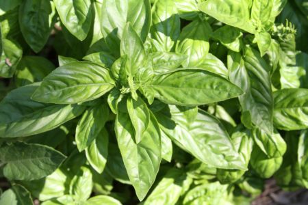 basil_1_7_11.JPG