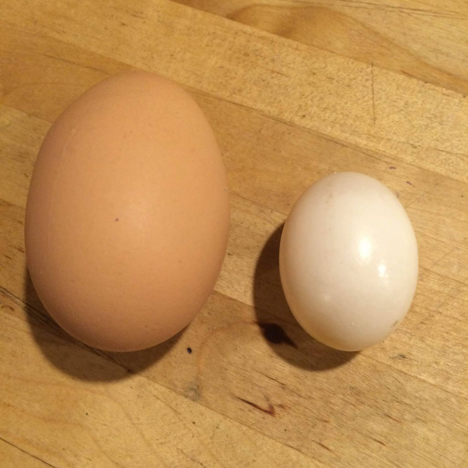dove_egg_7_16.jpg