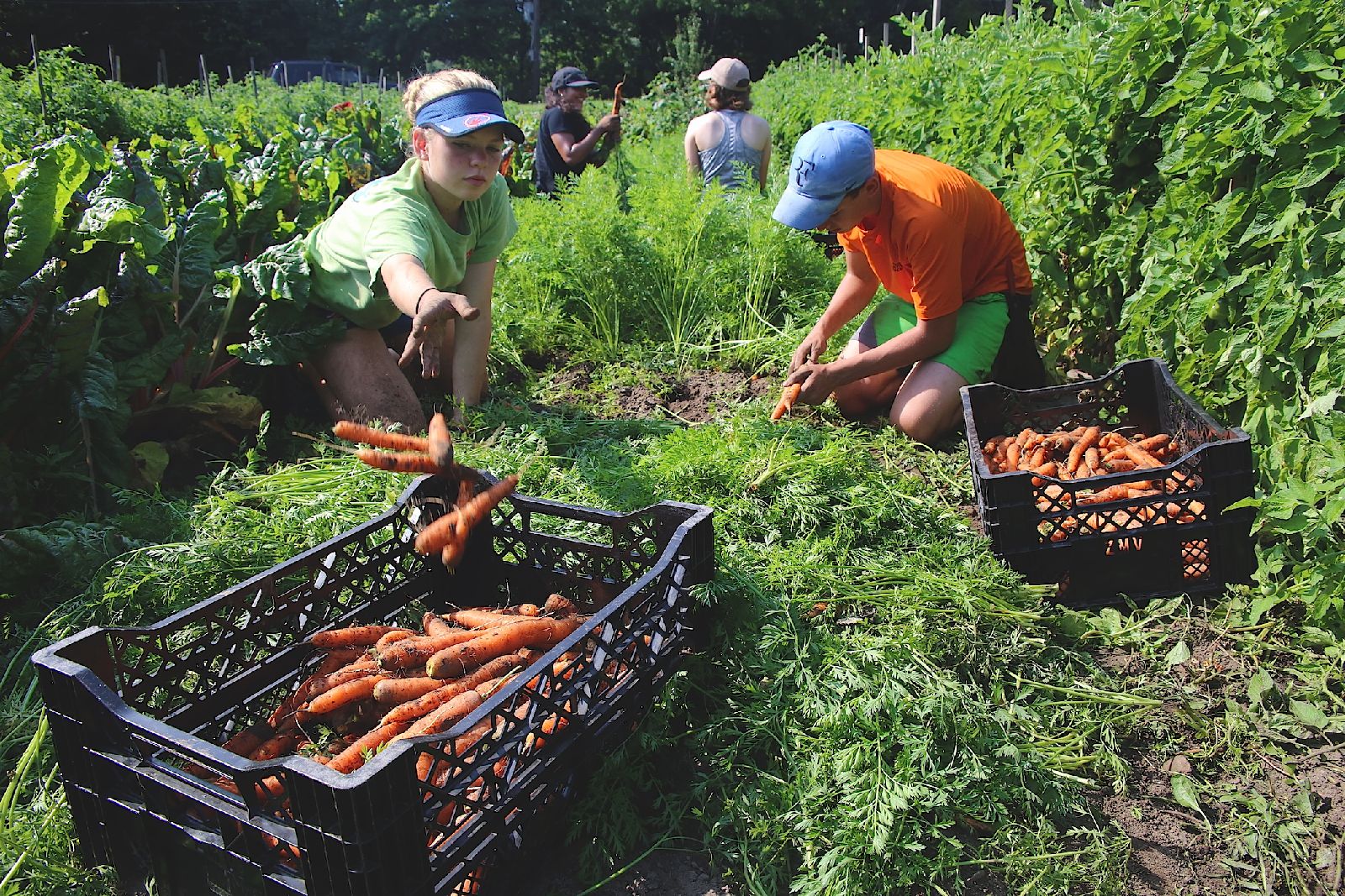interns_and_carrots_9_15.JPG