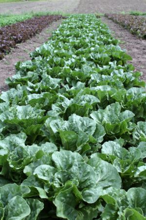 lettuces