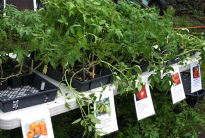 seedling_sale_plants.jpg