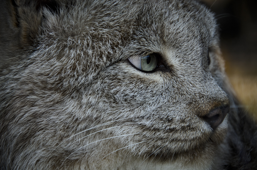 Lynx Eyes