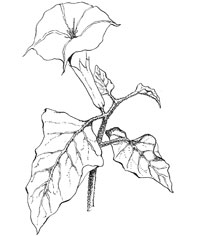 Jemez Mountain Herbarium sample