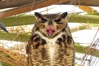 Great-Horned Owl yawning
