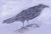 Raven Drawing by Lisa Coddington