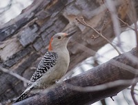 Red-Bellied Woodpecker, by Mouser Williams
