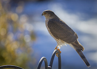 Sharp-Shinned Hawk, by Mouser Williams