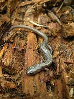 Jemez Mountain Salamander