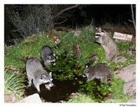 Raccoons playing in a backyard