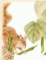 Squirrel Drawing by Lisa Coddington