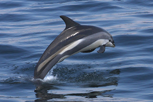 Atlantic White Sided Dolphin